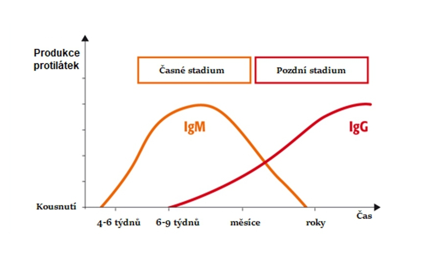 Testujeme nově i protilátky proti boréliím (IgG a IgM)